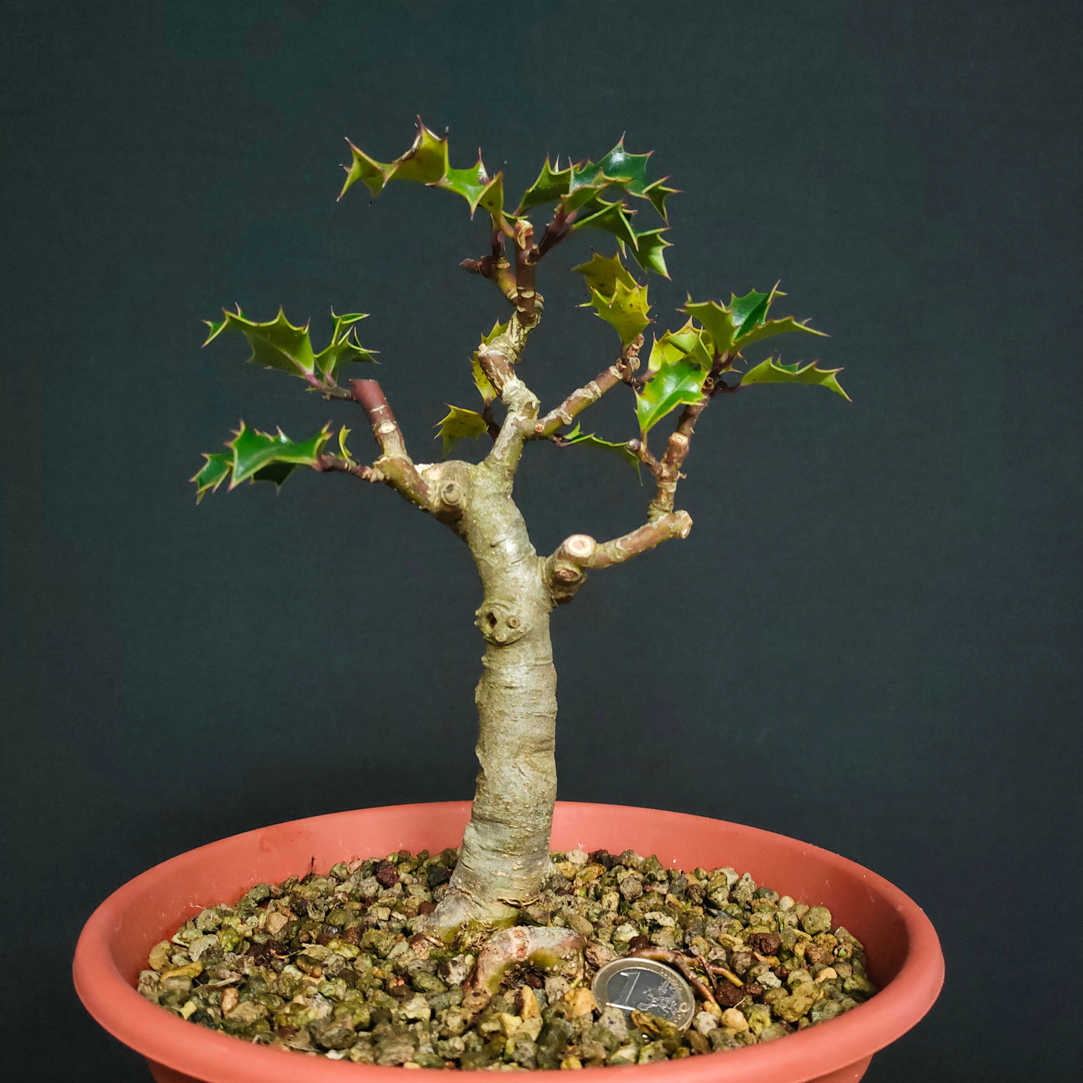Ilex aquifolium #130