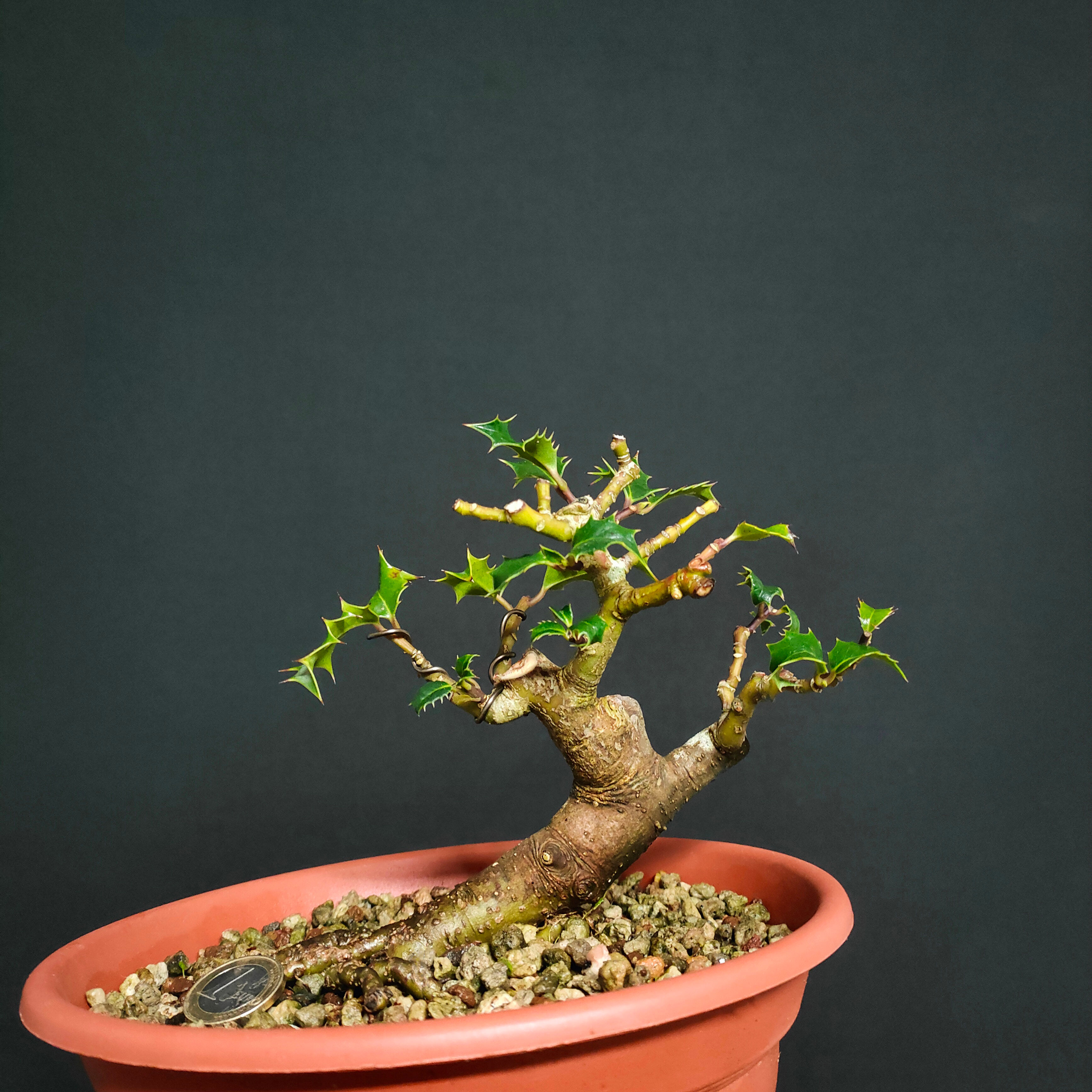 Ilex aquifolium #57