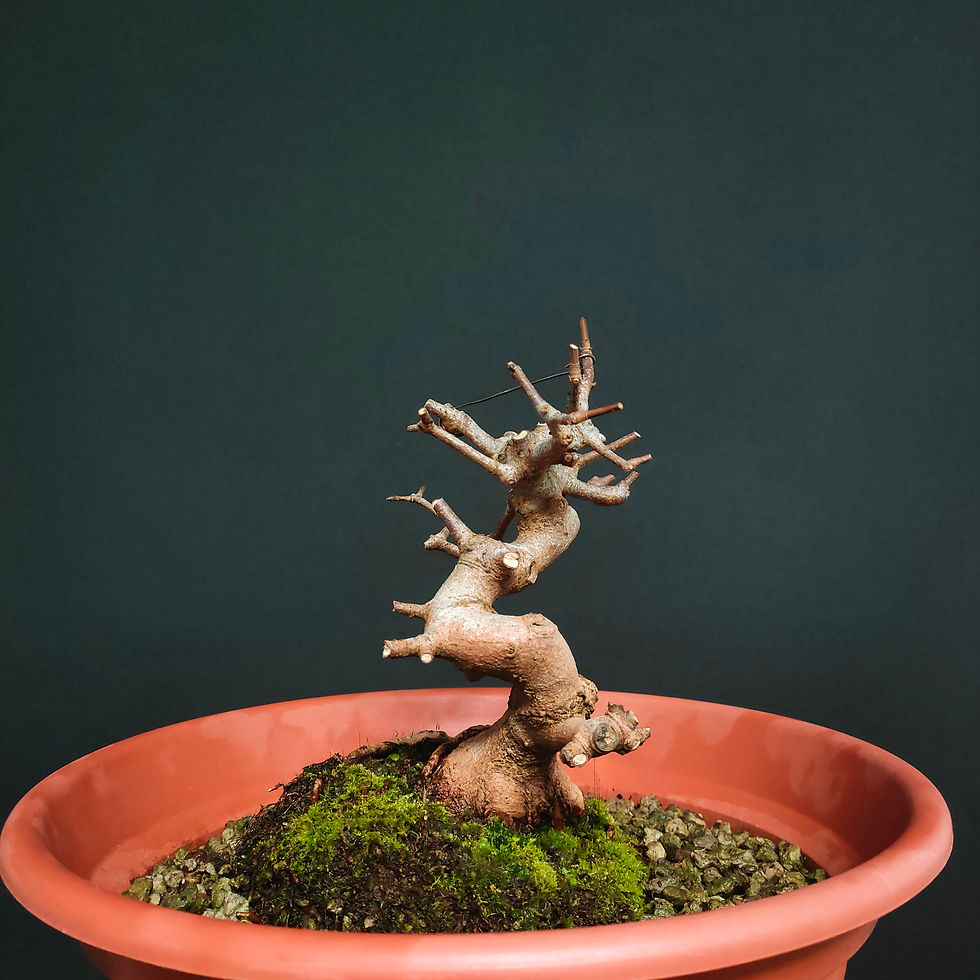 Miniatura: Acer monspessulanum #91