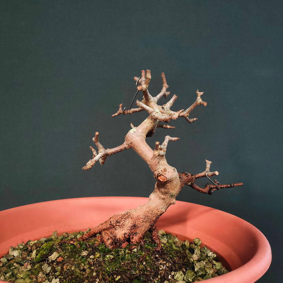 Thumbnail: Acer monspessulanum #108