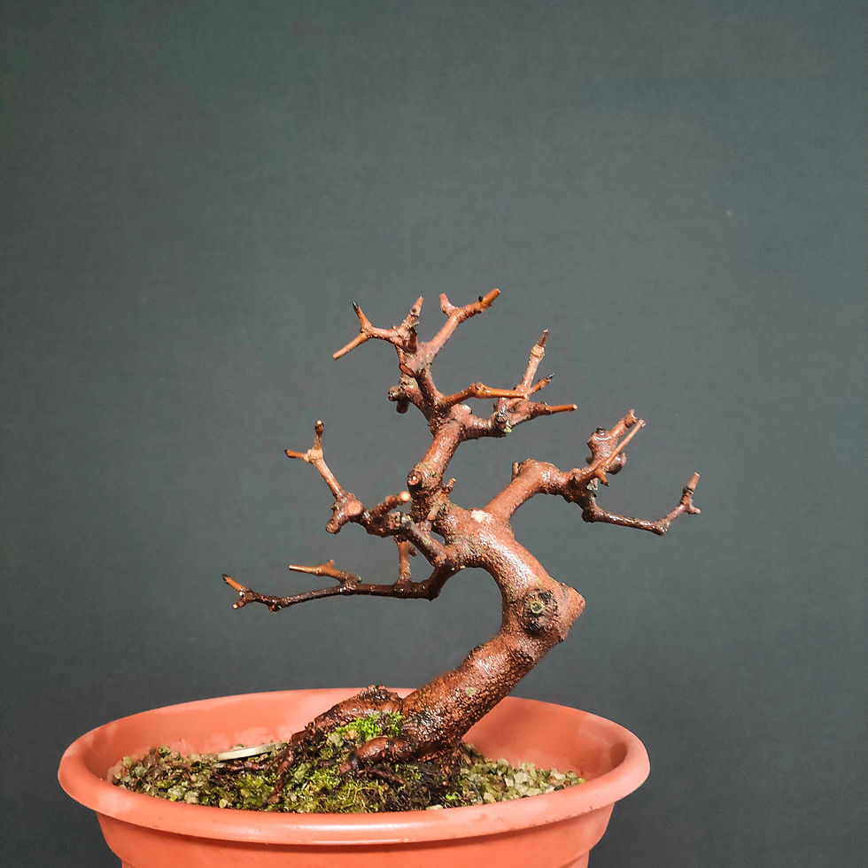 Miniatura: Acer monspessulanum #80