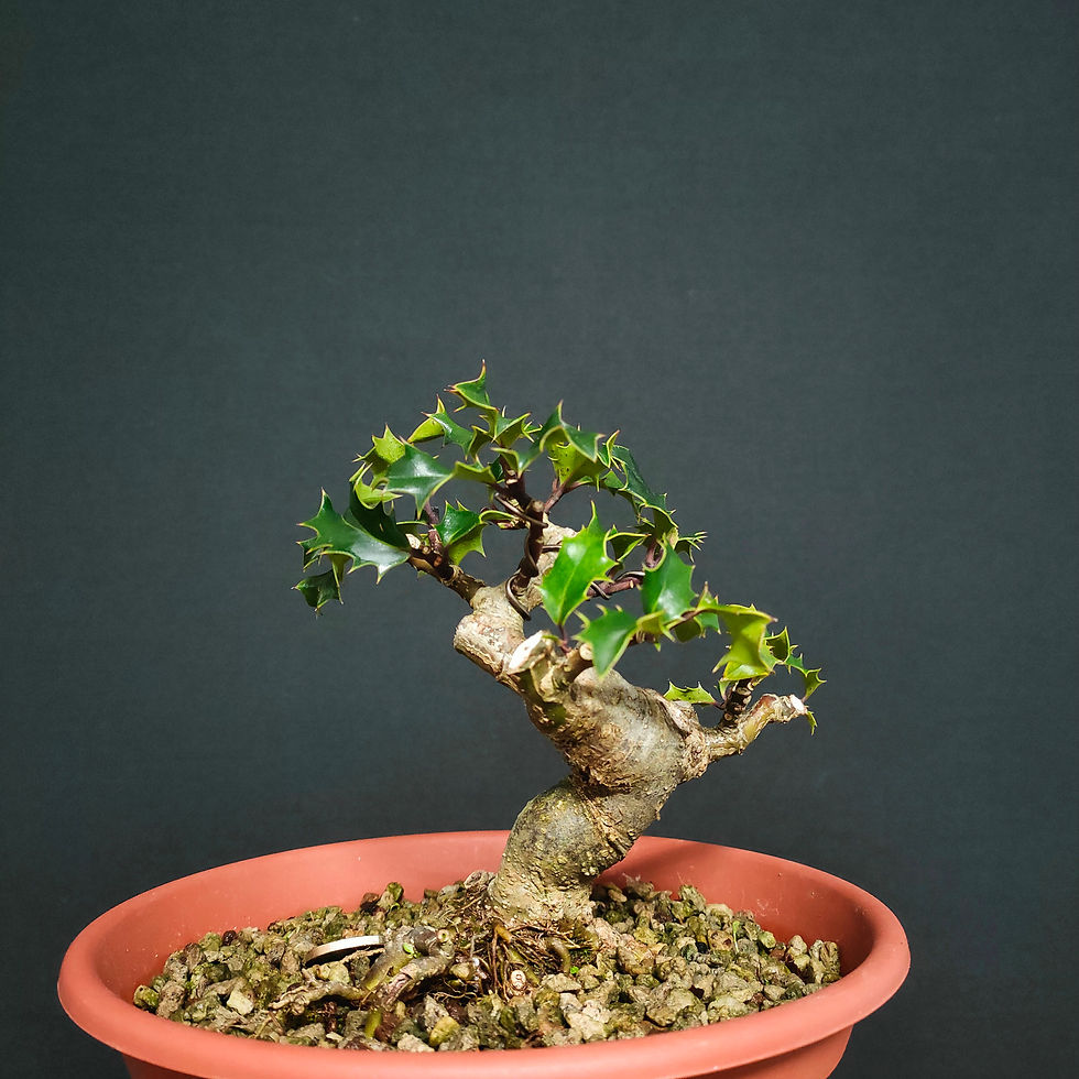 Miniatura: Ilex aquifolium #132