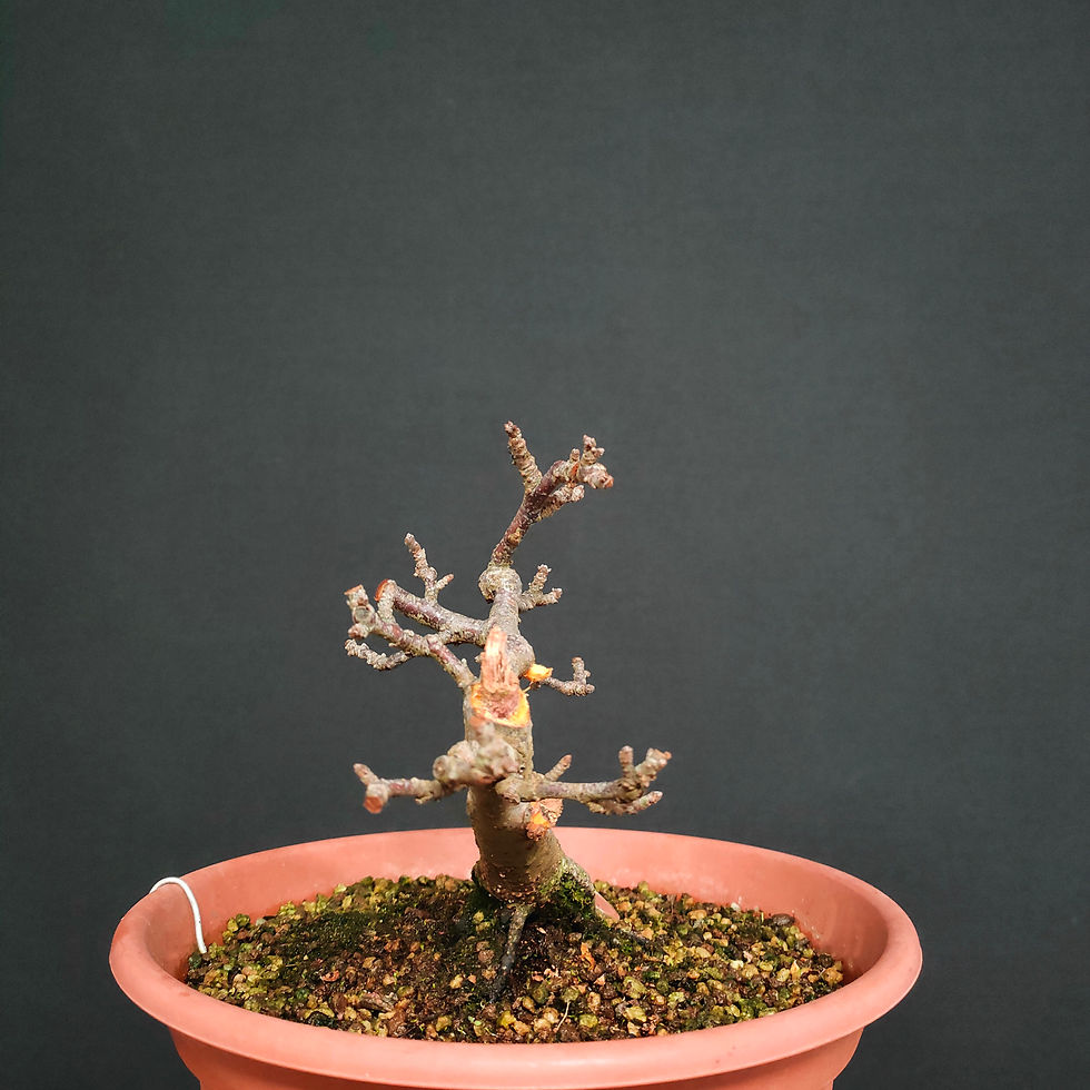 Miniatura: Prunus spinosa #51