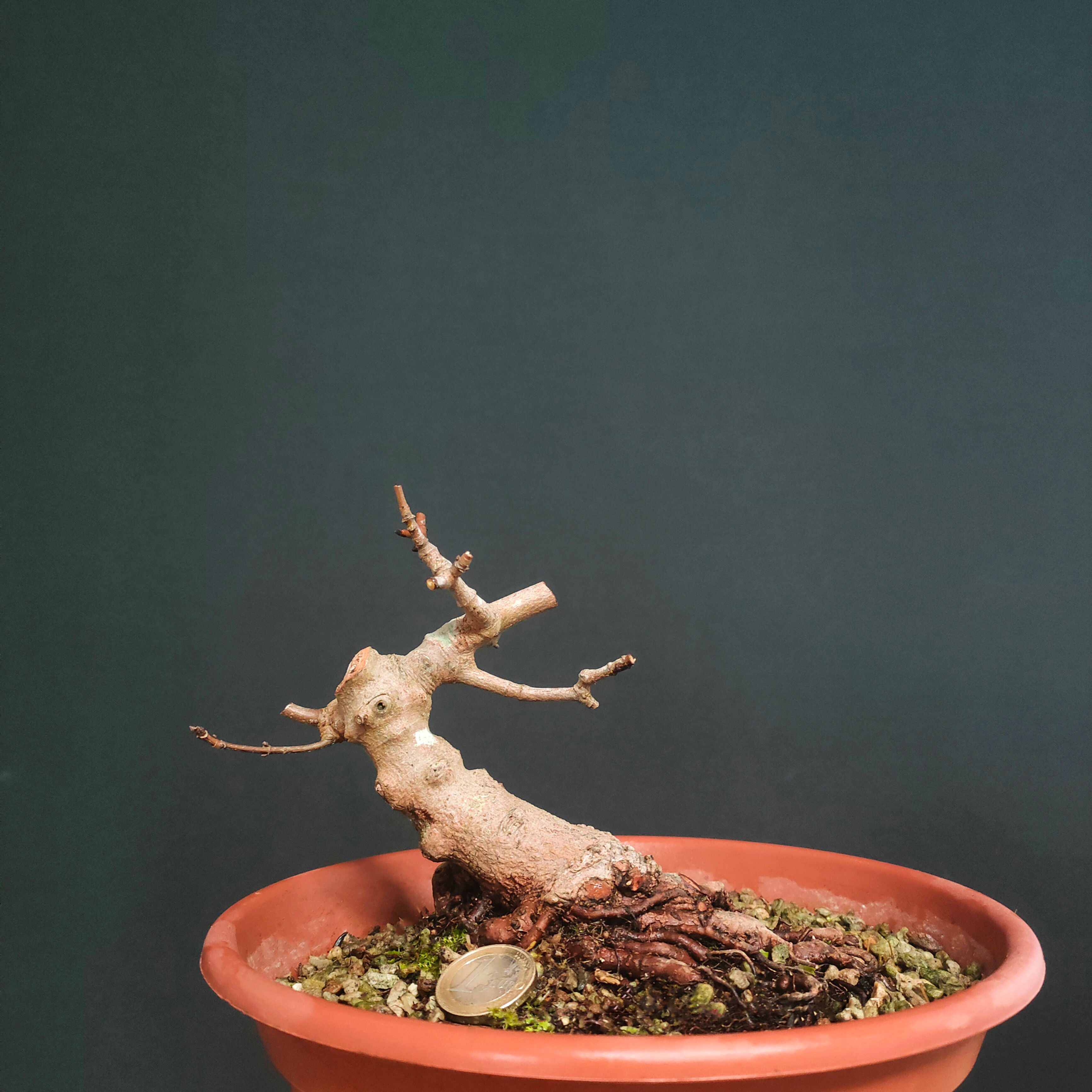 Acer monspessulanum #62