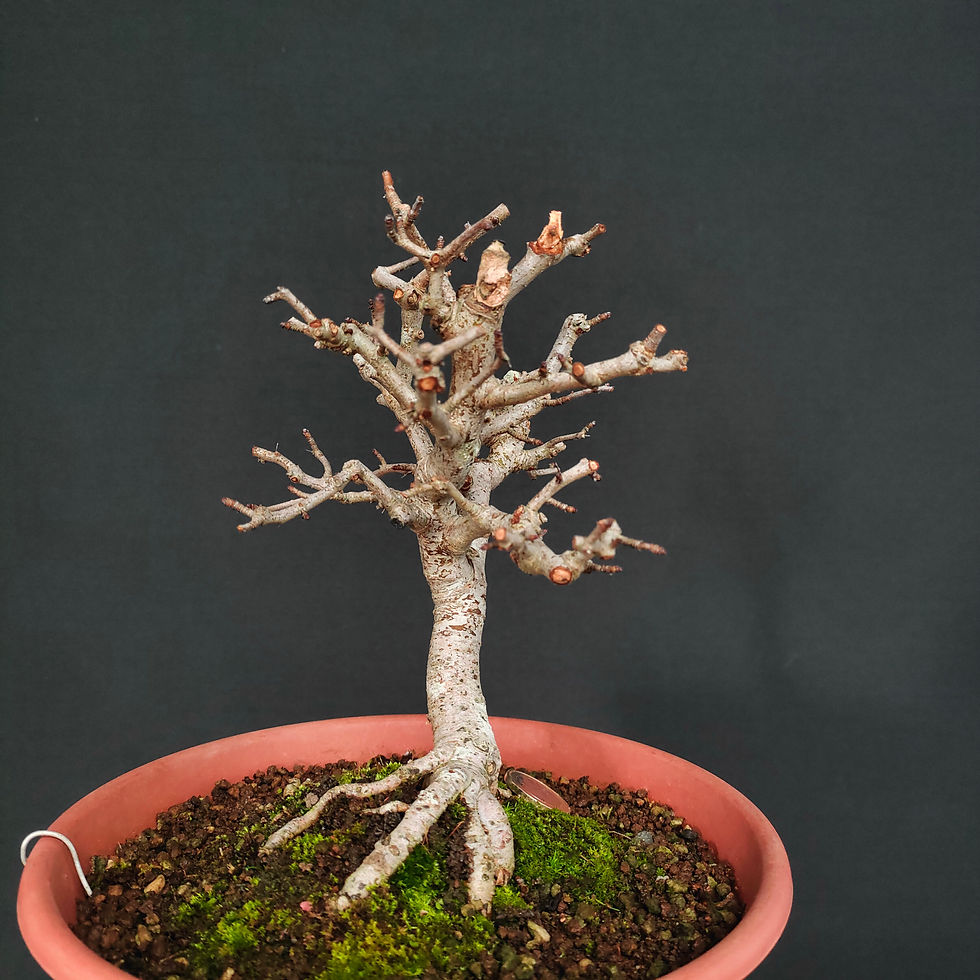 Miniatura: Crataegus monogyna #72