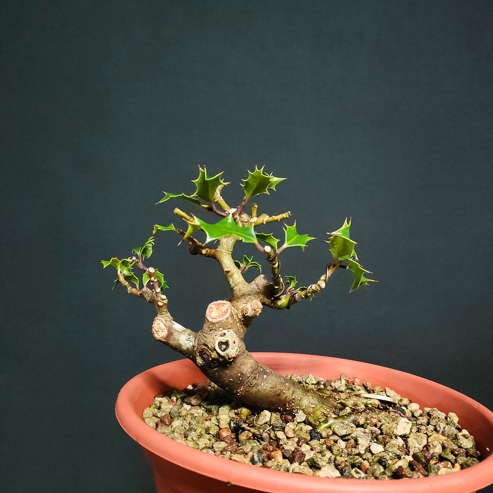 Thumbnail: Ilex aquifolium #57