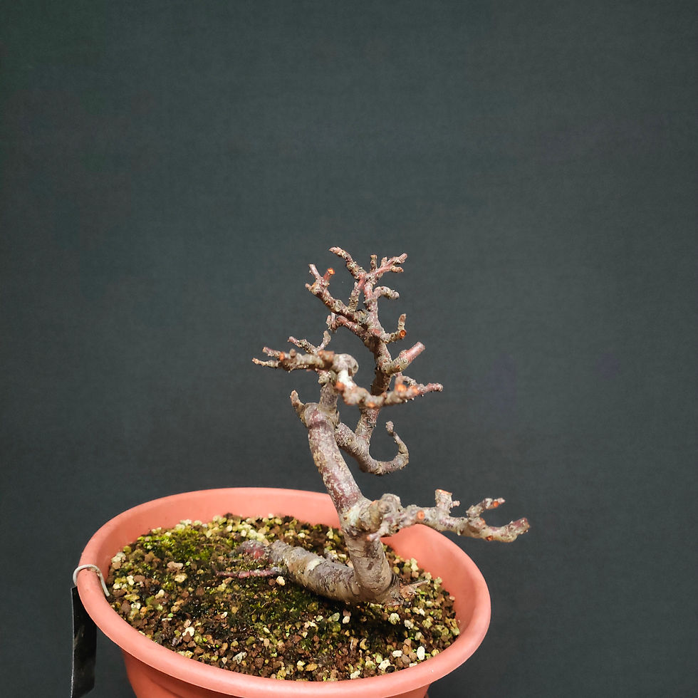 Miniatura: Prunus spinosa #77