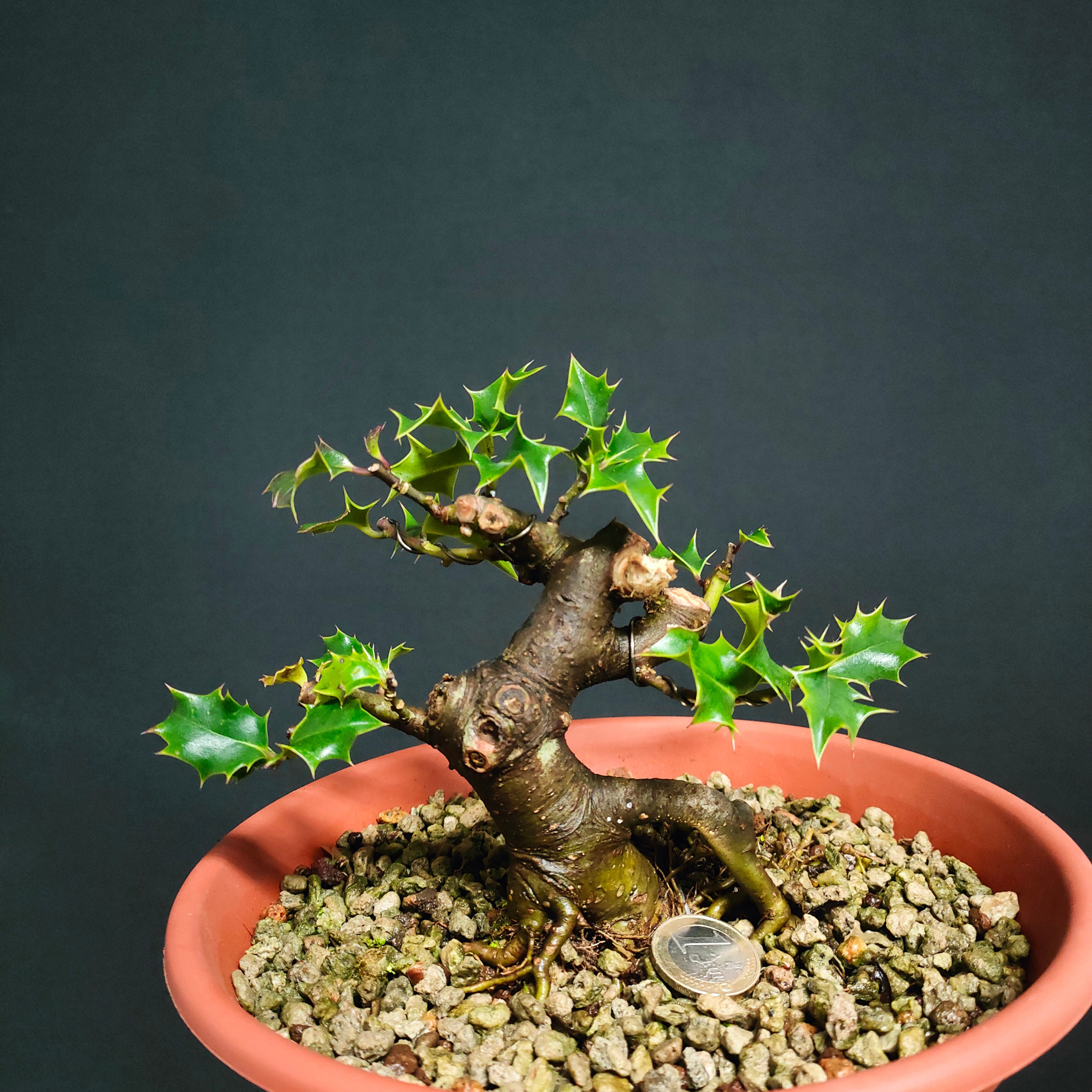 Ilex aquifolium #63