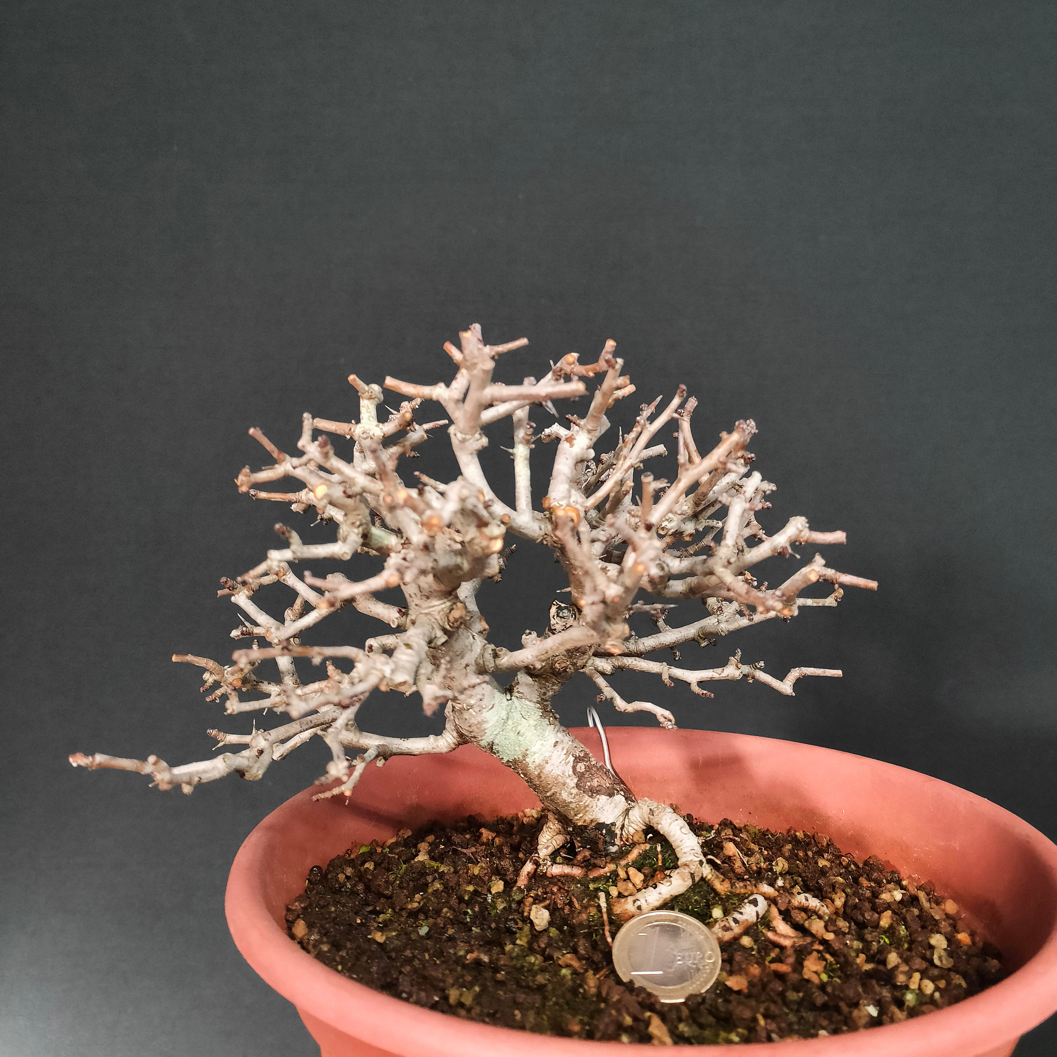 Crataegus monogyna #76