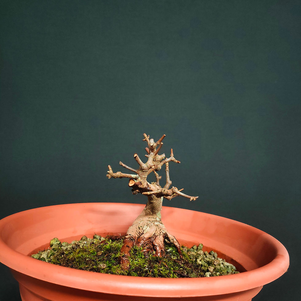 Miniatura: Acer monspessulanum #101