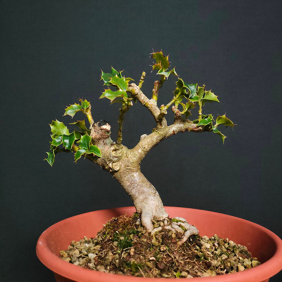 Thumbnail: Ilex aquifolium #105
