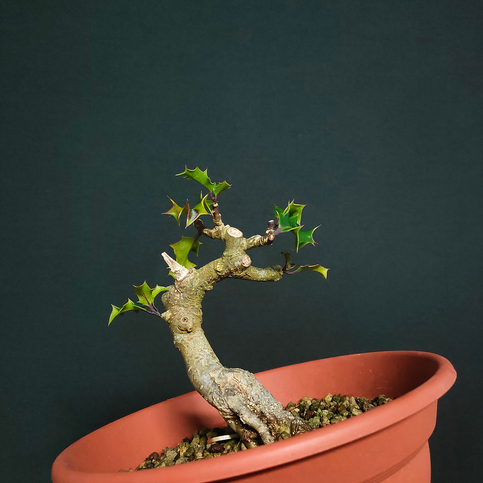 Miniatura: Ilex aquifolium #131