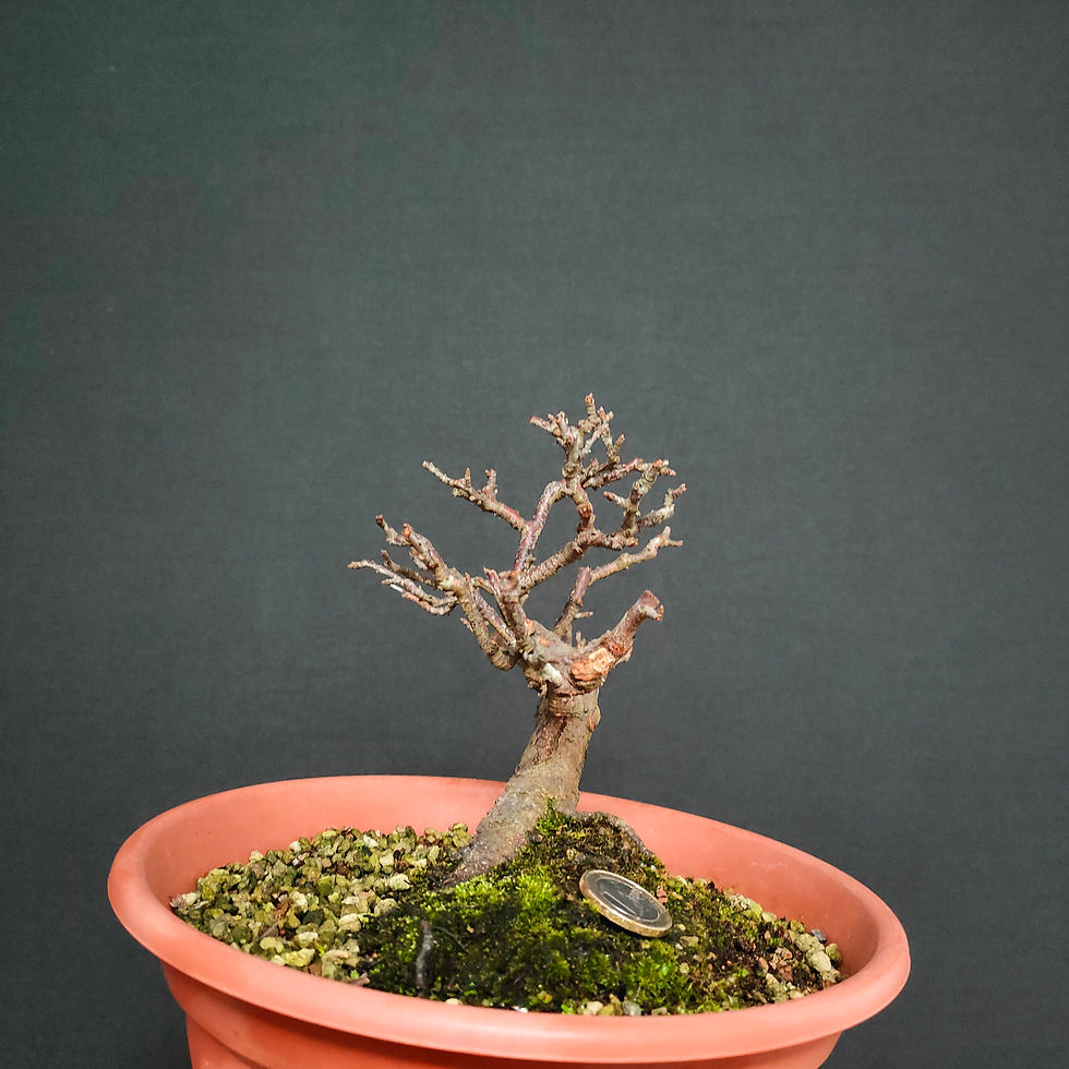 Miniatura: Prunus spinosa #113