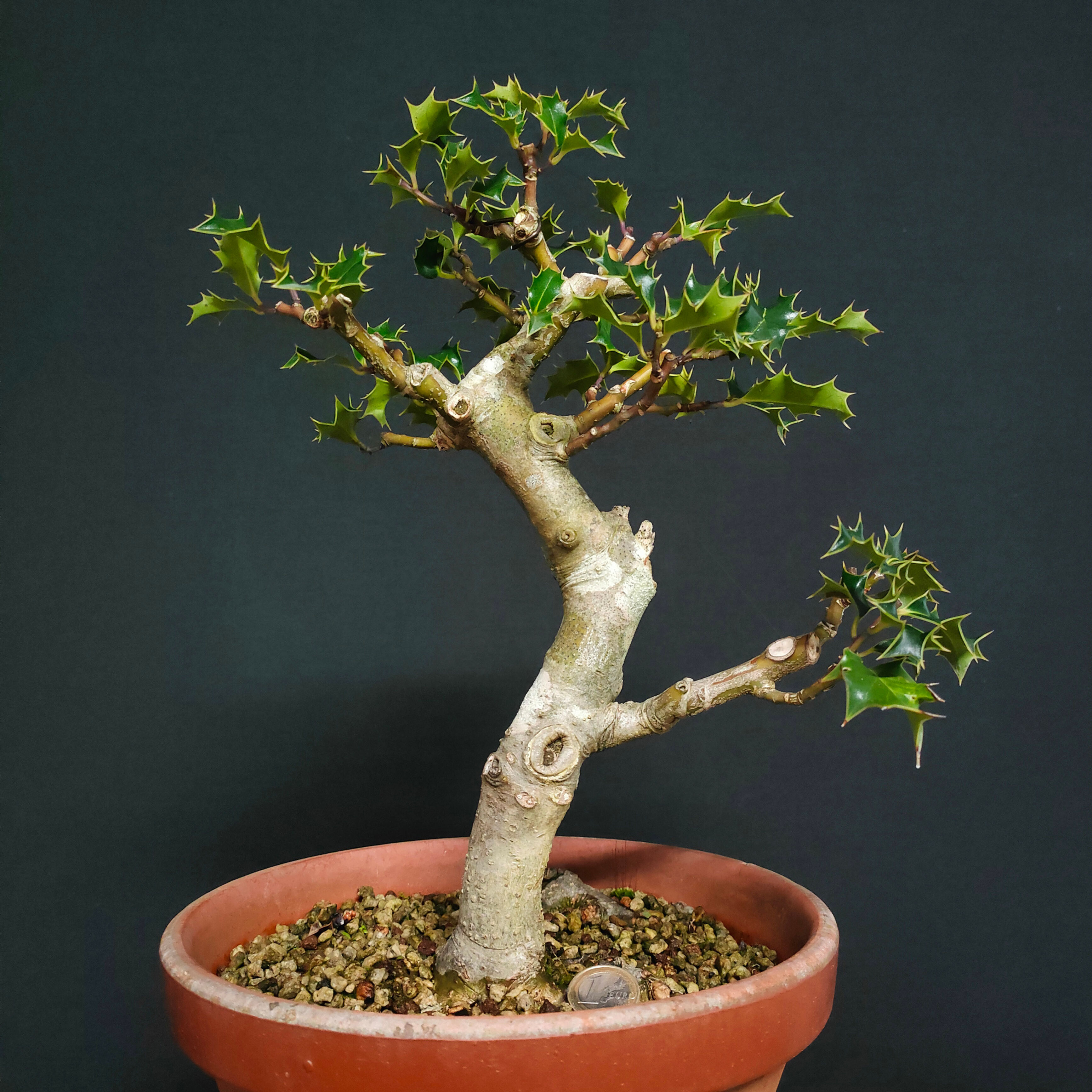 Ilex aquifolium #133