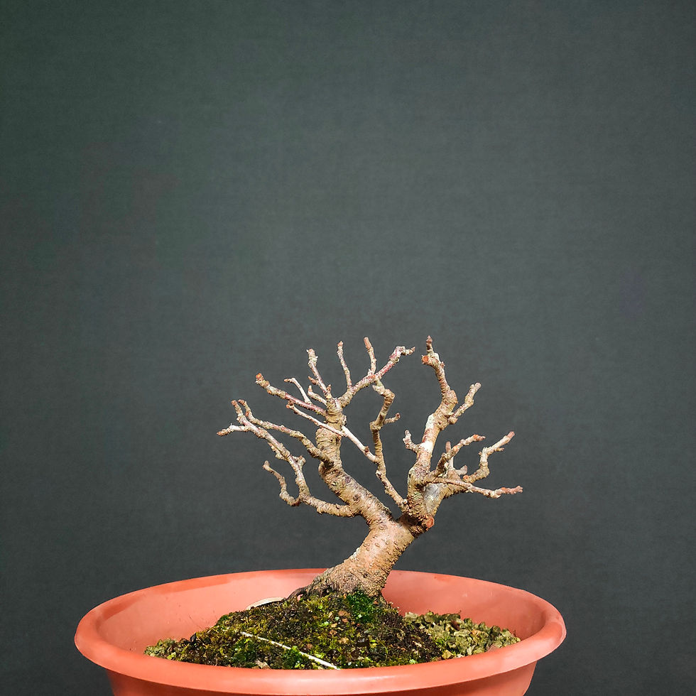 Thumbnail: Prunus spinosa #86