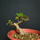 Miniatura: Ilex aquifolium #35
