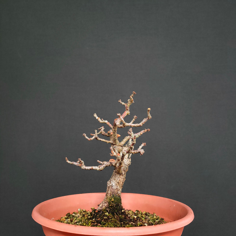 Thumbnail: Prunus spinosa #101