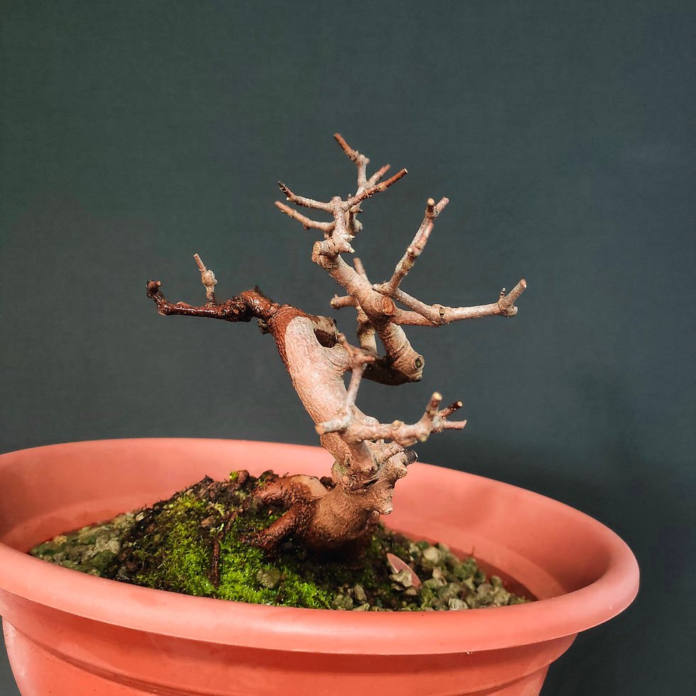Thumbnail: Acer monspessulanum #109