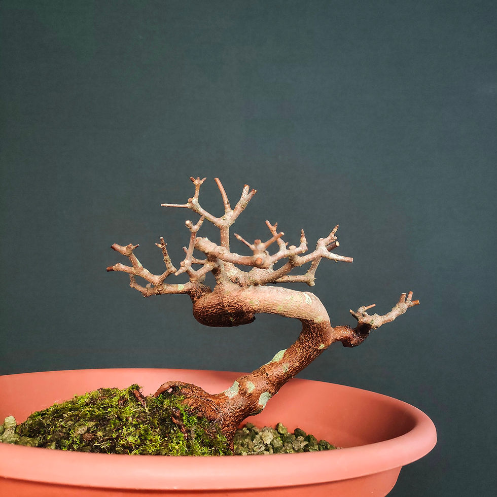 Miniatura: Acer monspessulanum #104