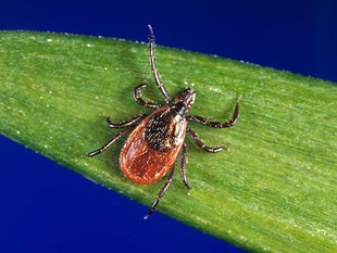 6 Things Hikers Need to Know About Ticks