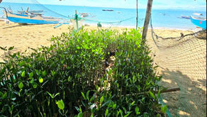 [article] Monitoring nature-based solutions: Why and How?