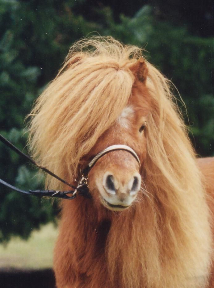 Shetlandpony