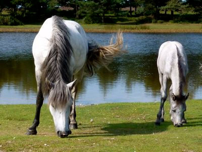 New Forest Pony