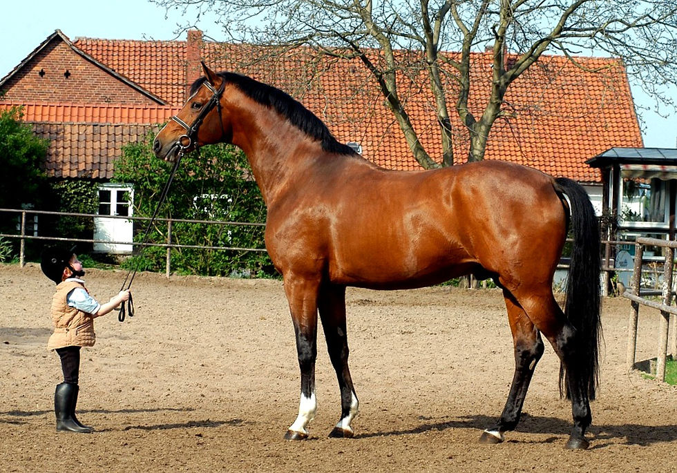 Trakehner