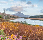 medium-Mount Errigal, Co Donegal .jpg