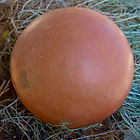 DSC04148.jpg