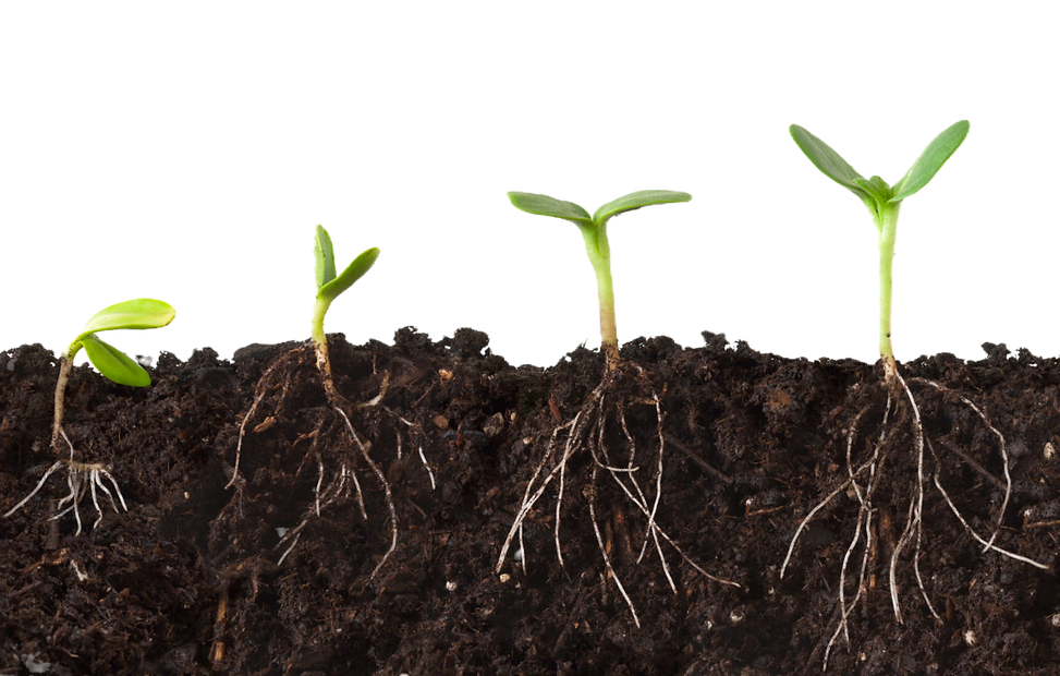 roots_AdobeStock_94039247-e1563378322834