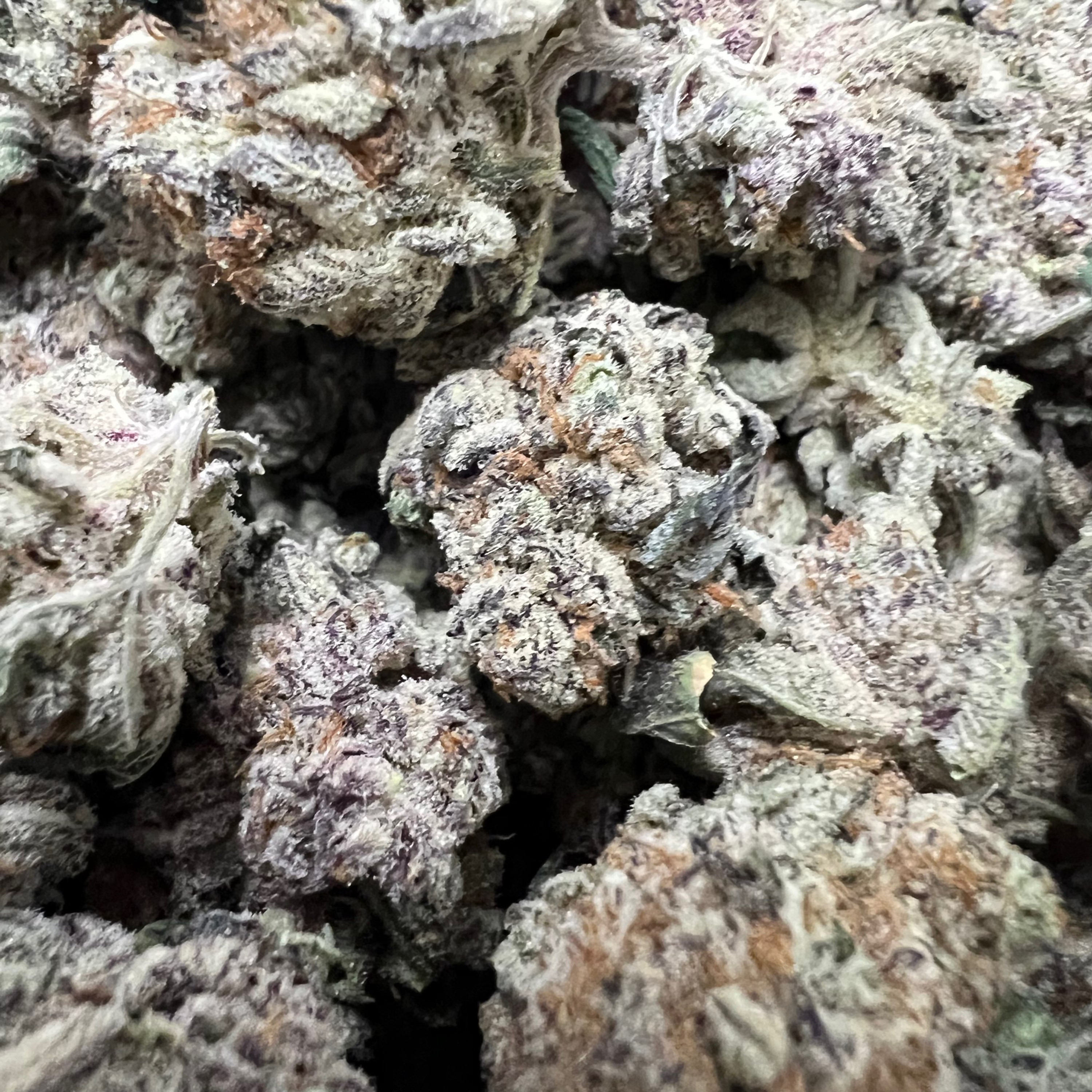 Monkey Mints (Hybrid )