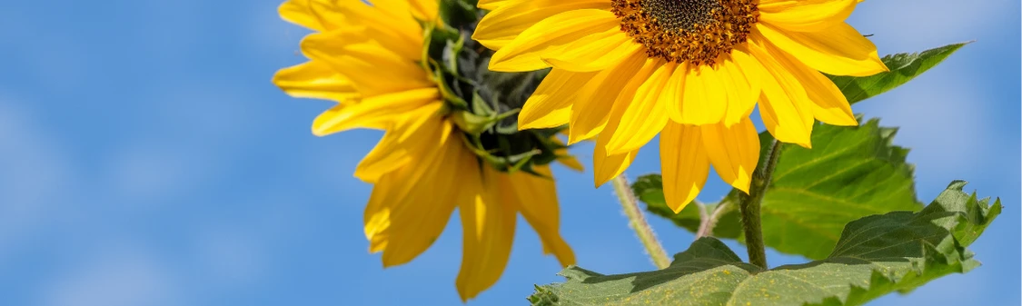 Sunflower Seed Oil - - natural ingredient in Deer Heart Solutions products