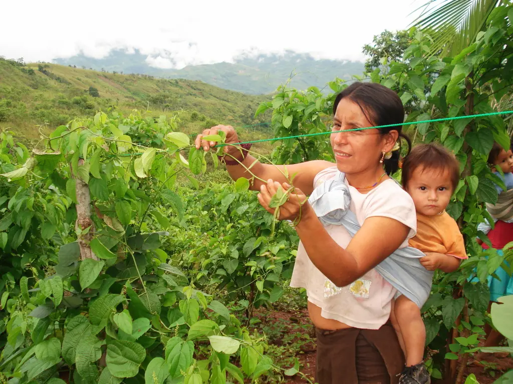 Peruvian farmer with child, harvesting Sacha Inchi.