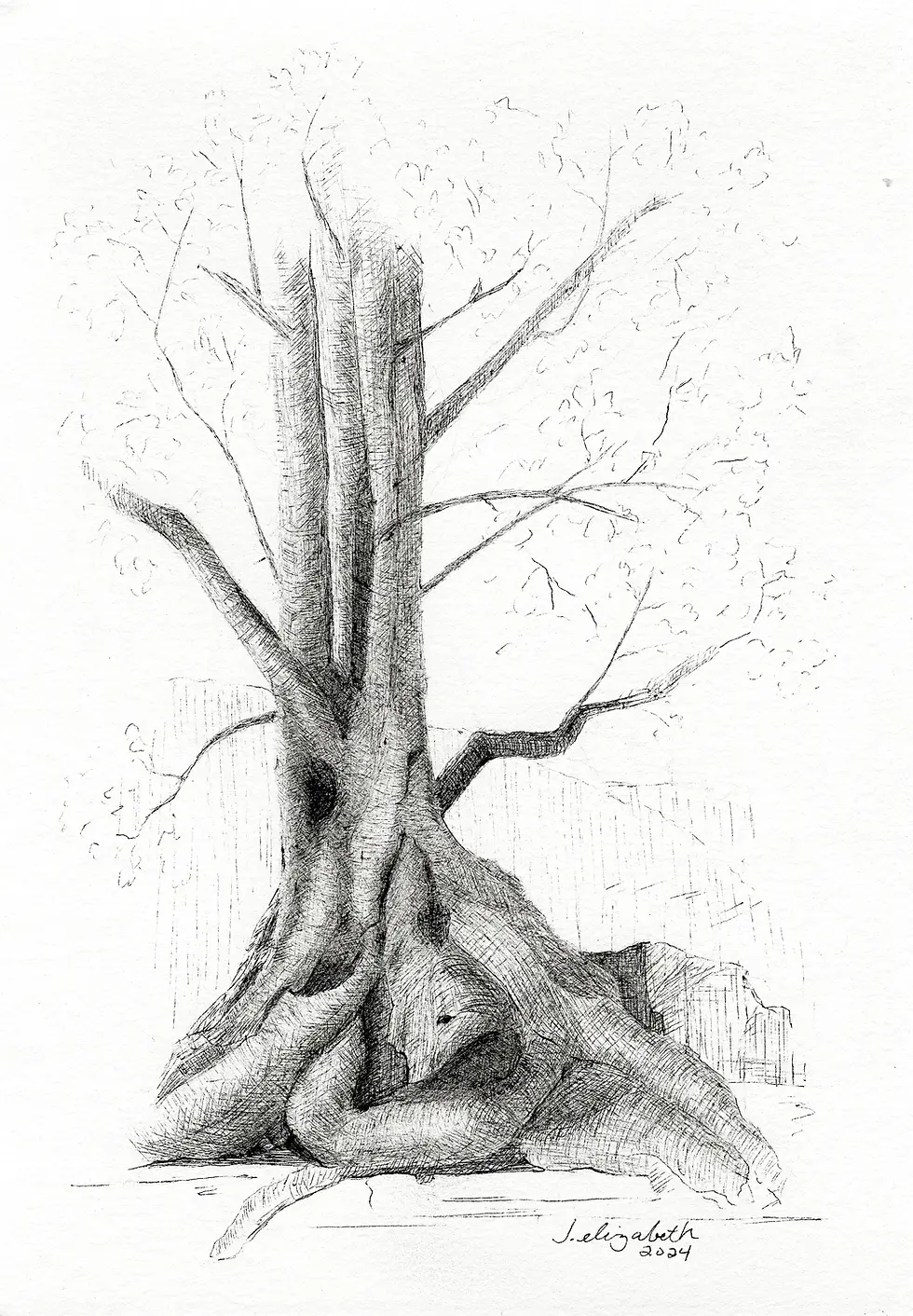 Philolotree pen and ink illustration by classical fine artist Jenny Elizabeth