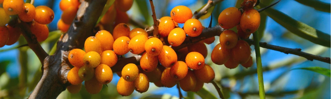 Sea Buckthorn plant - natural ingredient in Deer Heart Solutions products