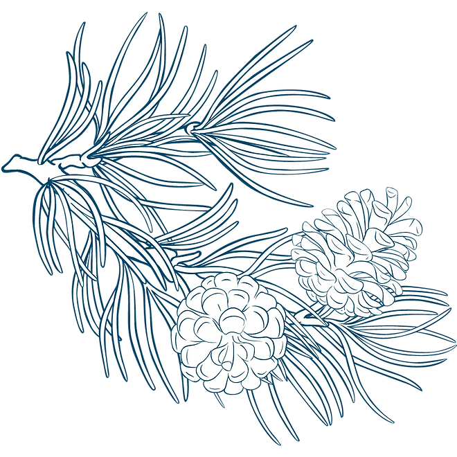Cedarwood Branch botanical line drawing.webp