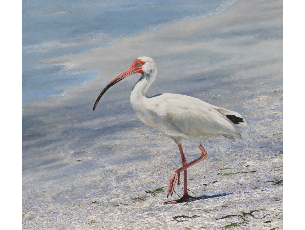 WHITE IBIS