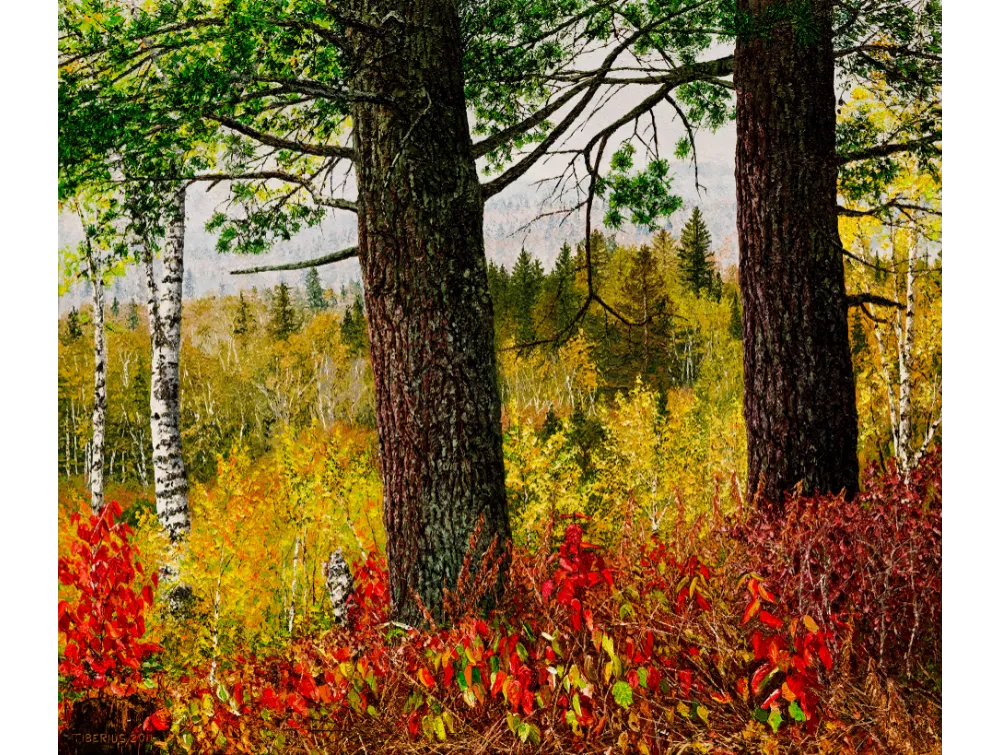 DARK PINES AND LIGHT BIRCHES