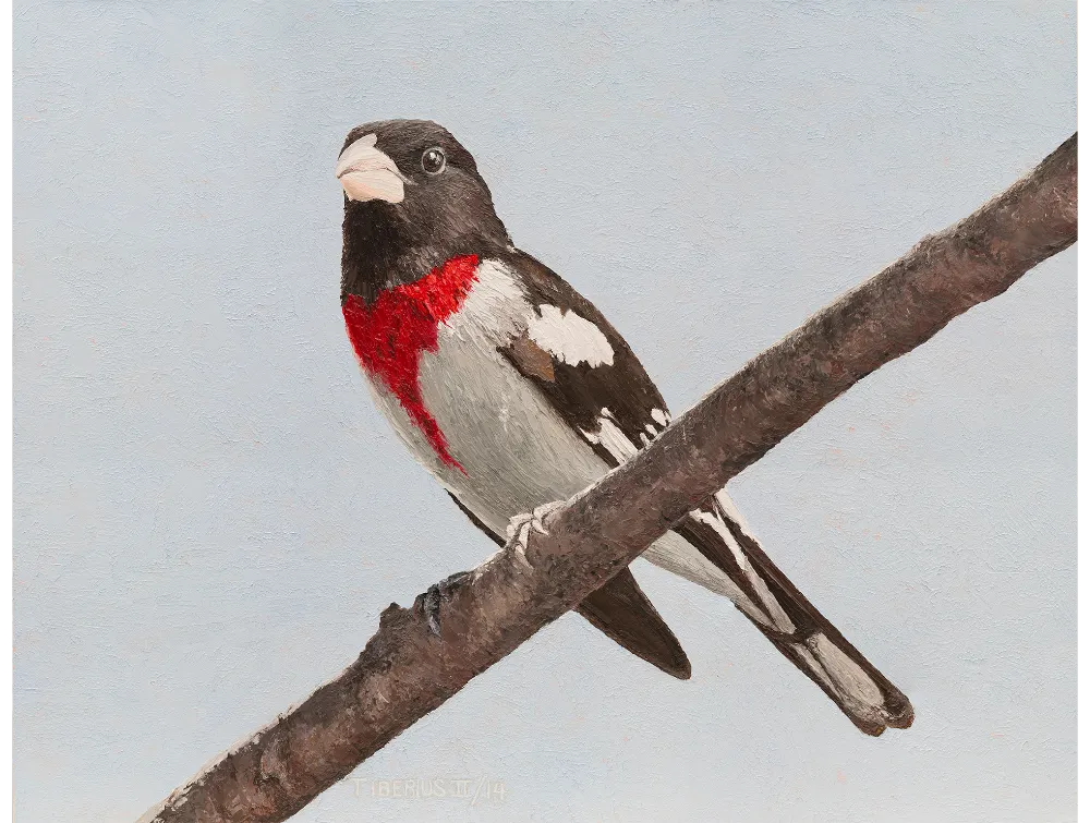 ROSE-BREASTED GROSBEAK