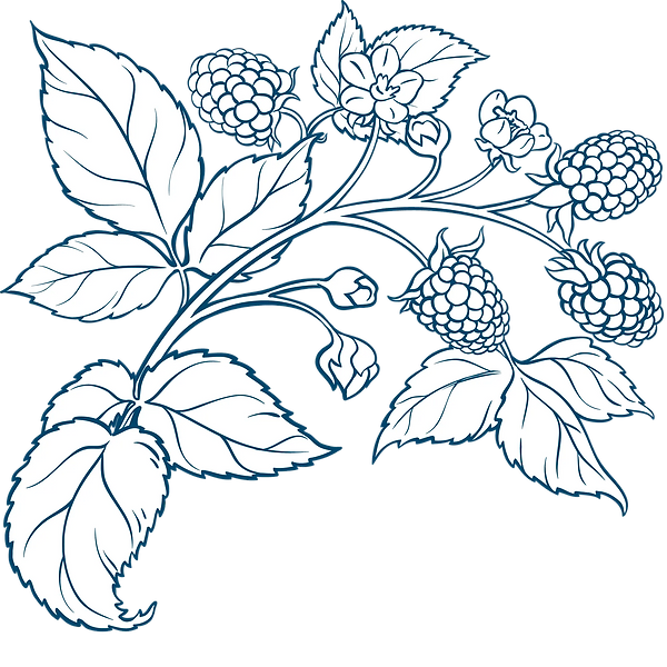 Raspberry Botanical Drawing (d).webp
