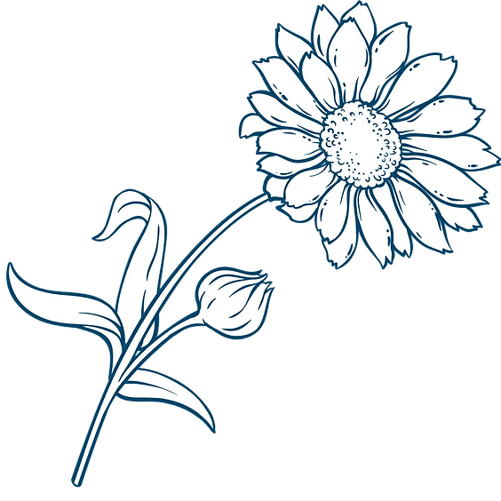 Calendula Botanical Line Drawing (1) - Copy.webp