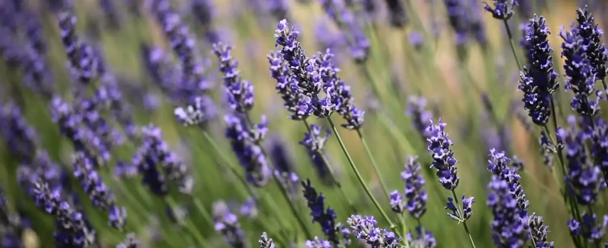 Lavender.webp