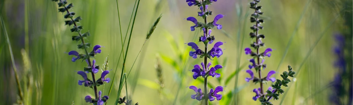 Clary Sage Essential Oil - natural ingredient in Deer Heart Solutions products