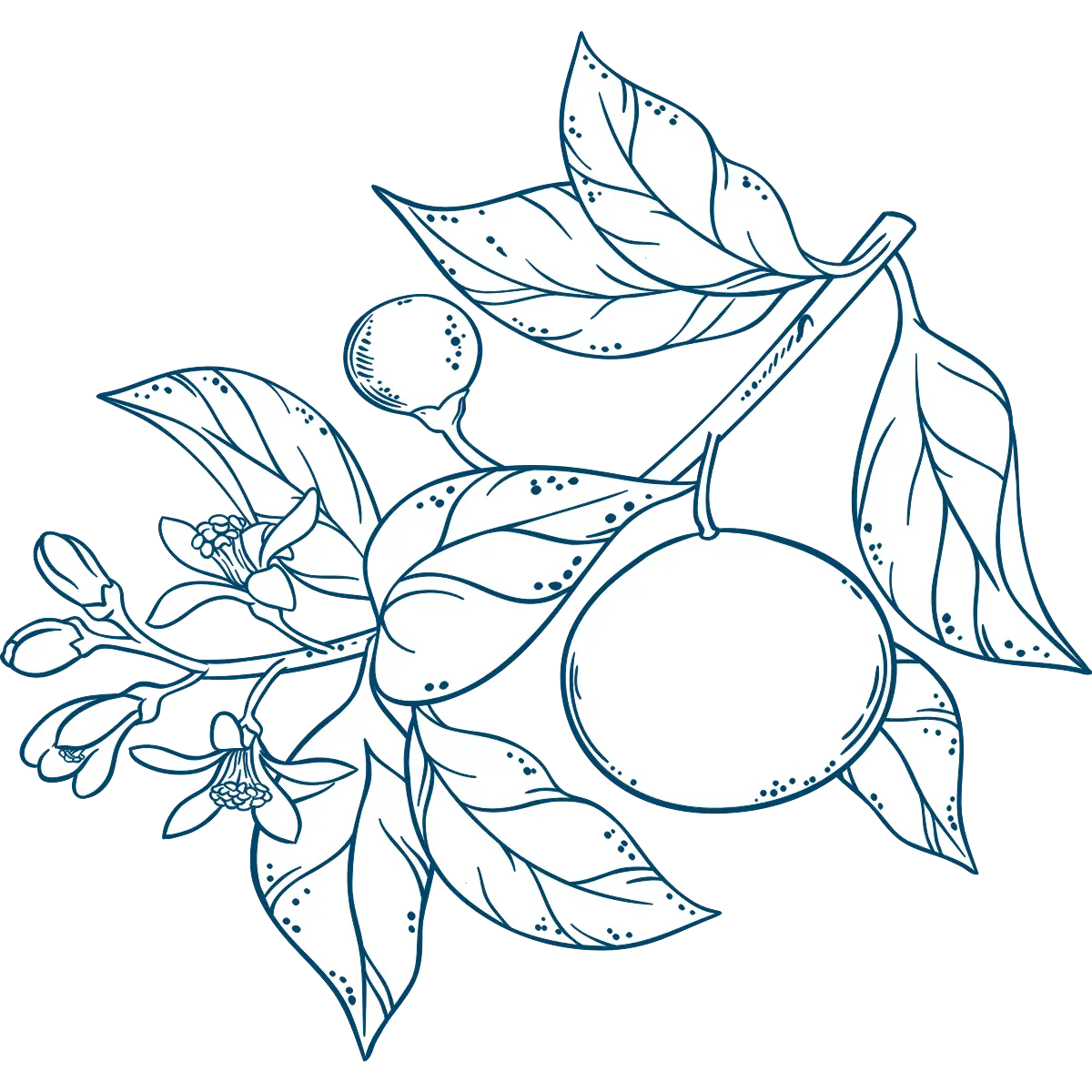 Tangerine botanical drawing.webp