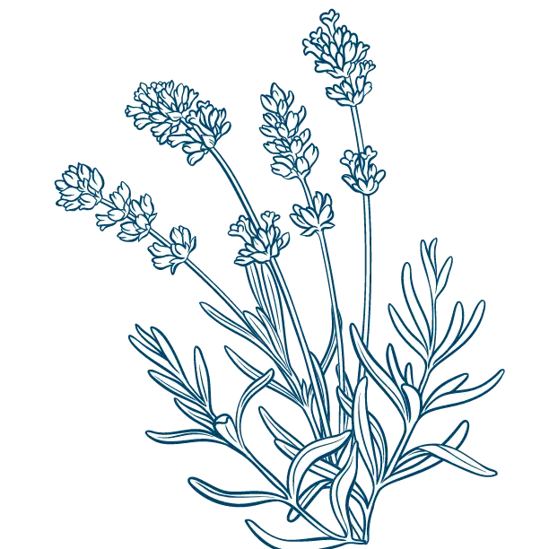 Lavender Botanical Drawing (3).webp