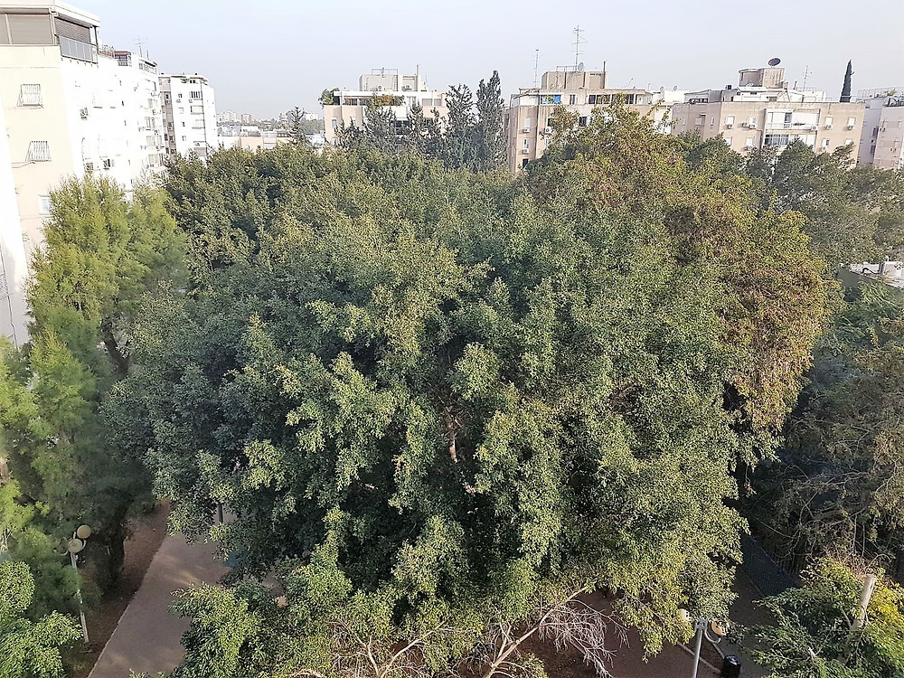 דירה למכירה בבבלי הצפון הישן 4 חדרים 3 כיווני אויר הדירה פונה לנוף ירוק
