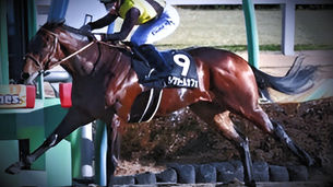 Derby Contenders and Updates