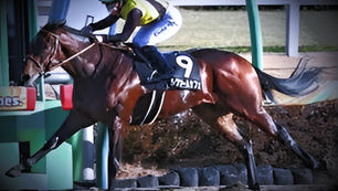 Derby Contenders and Updates