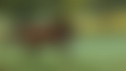 Dirty Horse's Derby Top Ten - January 2026